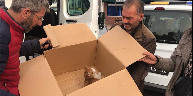 Otomobil altında kalan kediye esnaf sahip çıktı