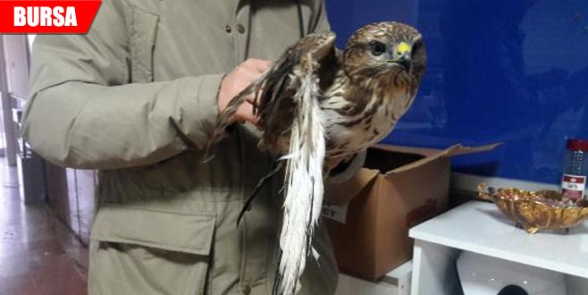 Yaralı bulunan şahinden üzücü haber