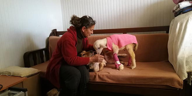 Felçli kuzunun süt annesi