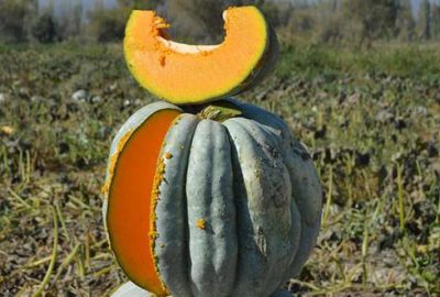 Rusya’ya 30 bin ton kabak