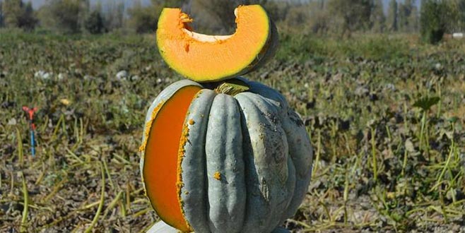 Rusya’ya 30 bin ton kabak