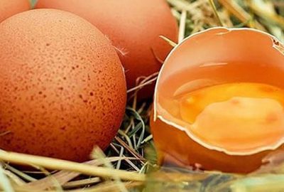 ‘Kanser ilacı yumurtlayan’ tavuklar yetiştirildi
