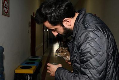 Yaralı şahini emin ellerde