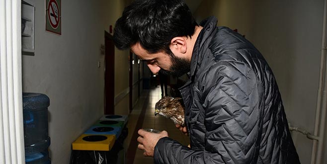 Yaralı şahini emin ellerde