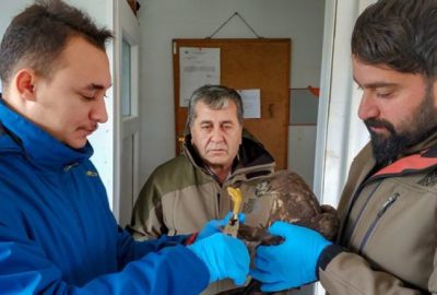 Tedavileri tamamlanan şahinler hürriyete uçtu