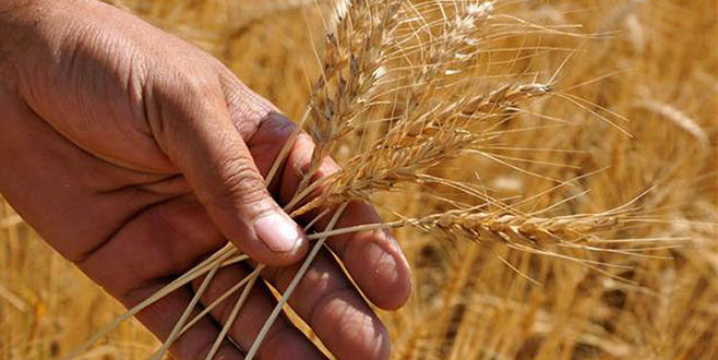 Ülkedeki buğday ihtiyacı karşılıyor Ülkedeki buğday ihtiyacı karşılıyor