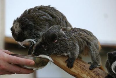 Bursa Hayvanat Bahçesi’nde yavru heyecanı