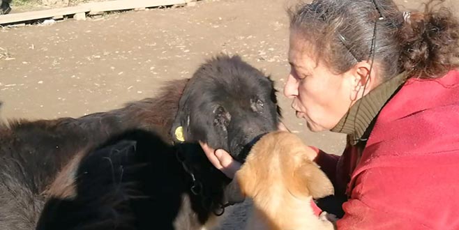Doğuştan iki gözü olmayan köpeğe bebeği gibi bakıyor