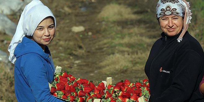 Çilek ihracatında yüzde 95’lik artış
