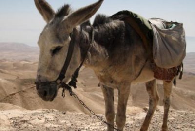 Pakistan Çin’e eşek! Bakın ne için kullanacaklar