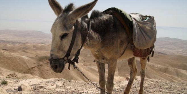 Pakistan Çin’e eşek! Bakın ne için kullanacaklar