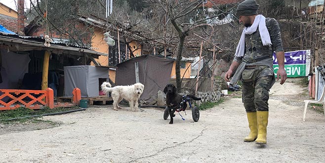 Bacağı kesilen köpek hayatını değiştirdi