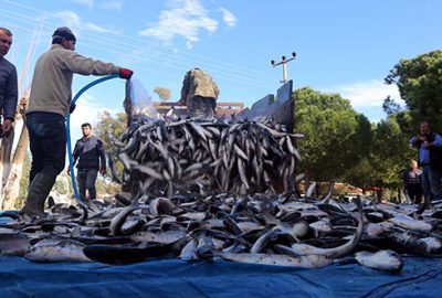 Suriye ve Mısır’a Dalyan kefali