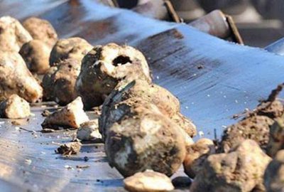 Şekerde pancarın payı artırıldı