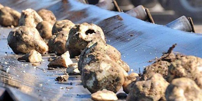 Şekerde pancarın payı artırıldı