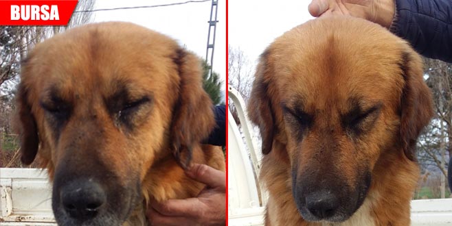 Av tüfeğiyle vurulan köpek gözlerini açamıyor Av tüfeğiyle vurulan köpek gözlerini açamıyor