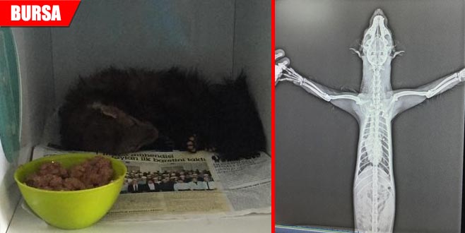 Yaralı halde bulundu… Gerçek röntgenle ortaya çıktı Yaralı halde bulundu… Gerçek röntgenle ortaya çıktı