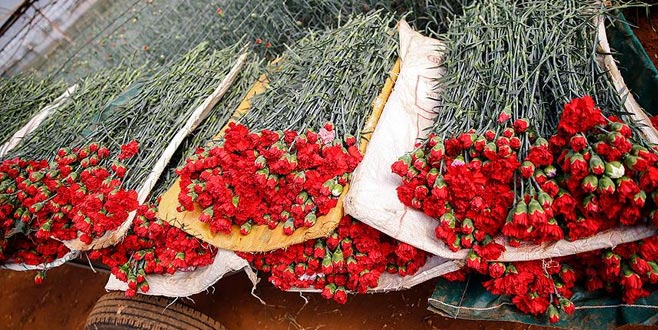 Çiçekçilerin hedefi 2019’da 85 ülkeye ihracat