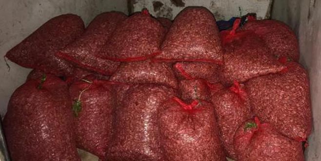 Bursa’da kaçak midye operasyonu