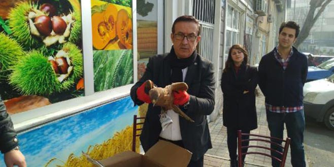 Yaralı şahin emin ellerde