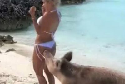 Fotoğraf çekiminde domuzların saldırısına uğradı