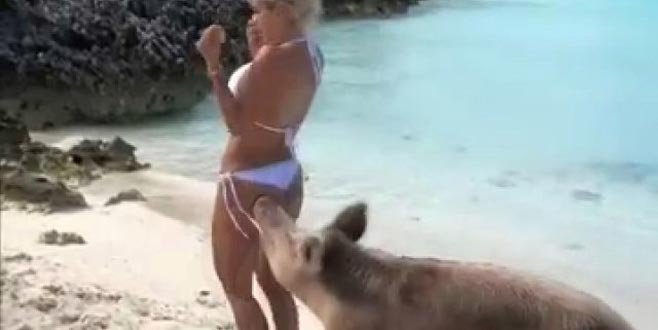 Fotoğraf çekiminde domuzların saldırısına uğradı