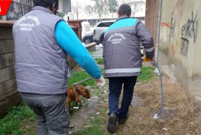 Zabıta ekipleri ‘başıboş pitbull’ yakaladı