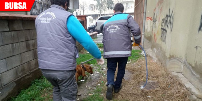 Zabıta ekipleri ‘başıboş pitbull’ yakaladı Zabıta ekipleri ‘başıboş pitbull’ yakaladı
