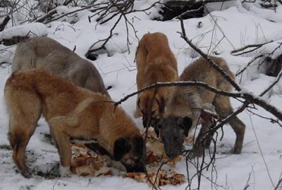 37 çuval yiyecek toplayıp, doğaya bıraktılar