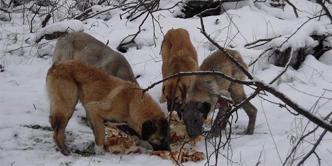 37 çuval yiyecek toplayıp, doğaya bıraktılar 37 çuval yiyecek toplayıp, doğaya bıraktılar