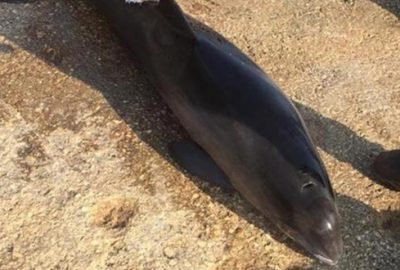 Sahile ölü yunus vurdu