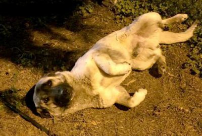 Yaralı köpeğin imdadına veterinerler yetişti