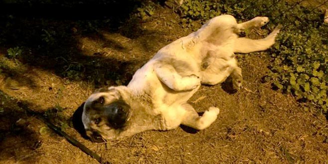 Yaralı köpeğin imdadına veterinerler yetişti
