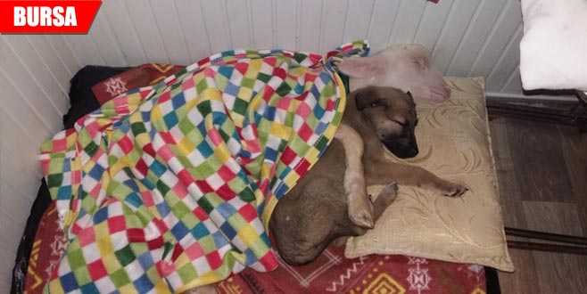 Köpek ile kuzunun şaşırtan dostluğu