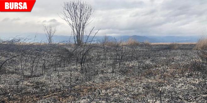 50 dönümü küle çeviren yangına soruşturma 50 dönümü küle çeviren yangına soruşturma