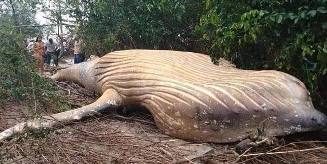 Ormanda balina ölüsü bulundu