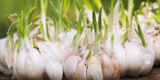 Filizlenmiş sarımsağı yemeklerde kullanmak riskli mi?