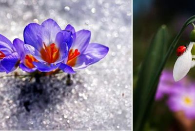 Baharın müjdecisi çiçekler yüzünü göstermeye başladı