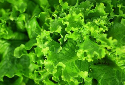 Şubat ayının zam şampiyonu marul