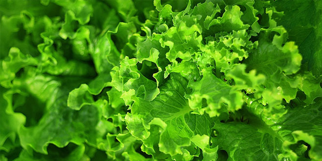 Şubat ayının zam şampiyonu marul