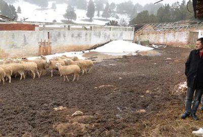 Sertifikalı çobanlar