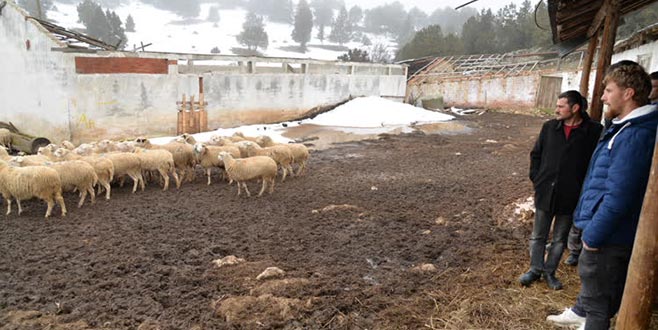 Sertifikalı çobanlar