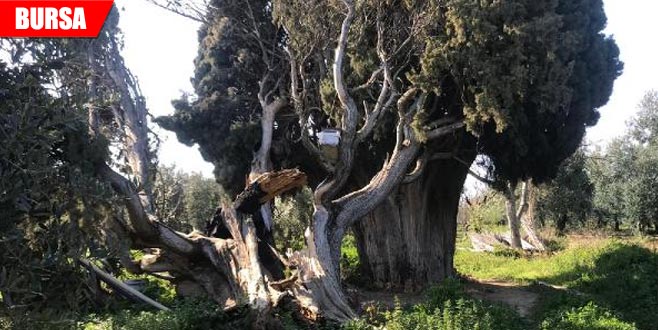 700 yıllık anıt ağaç yakıldı, dalları kesildi 700 yıllık anıt ağaç yakıldı, dalları kesildi