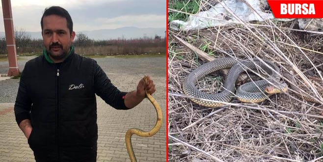 Yılanı eliyle yakaladı Yılanı eliyle yakaladı