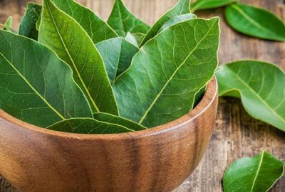 Avrupa’ya 14 bin ton defne yaprağı