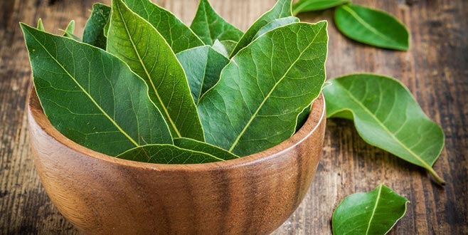 Avrupa’ya 14 bin ton defne yaprağı