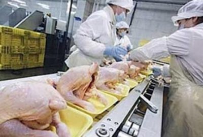 Piliç üreticilerine 156,7 milyon TL ceza