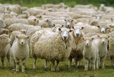 TİGEM’den satılık 9750 kuzu!