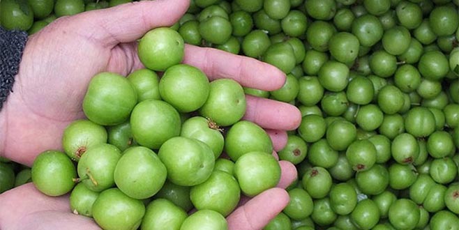 Eriğin kilosu 500 TL’den 200 TL’ye düştü Eriğin kilosu 500 TL’den 200 TL’ye düştü