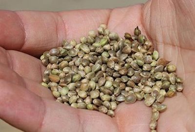 Kilosu 30 liradan 1000 liraya çıktı